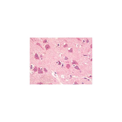 KPNA5 (N-Terminus) antibody