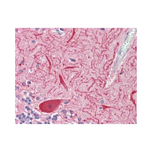 SLC2A13 / HMIT / GLUT13 (aa248-278) antibody