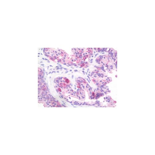 PTPRD / RPTP-Delta (aa343-371) antibody