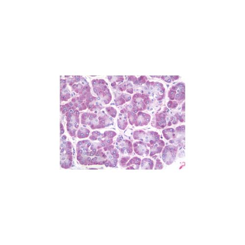 Ceramide Kinase / CERK (aa487-516) antibody