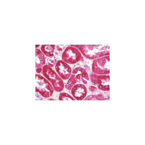 HSD3B7 (aa121-170) antibody