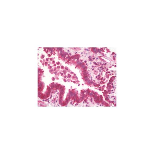MRPL13 (aa121-170) antibody
