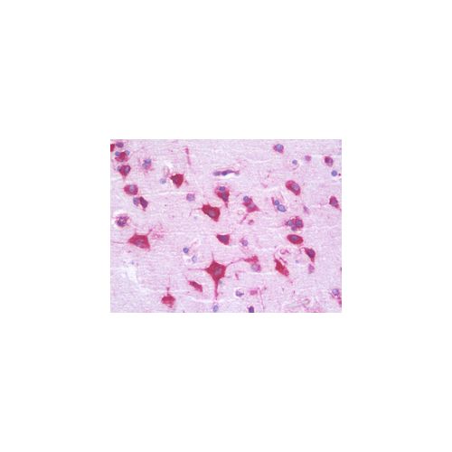 RPL35 (aa51-100) antibody