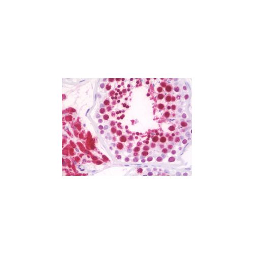RPL18 (aa111-160) antibody