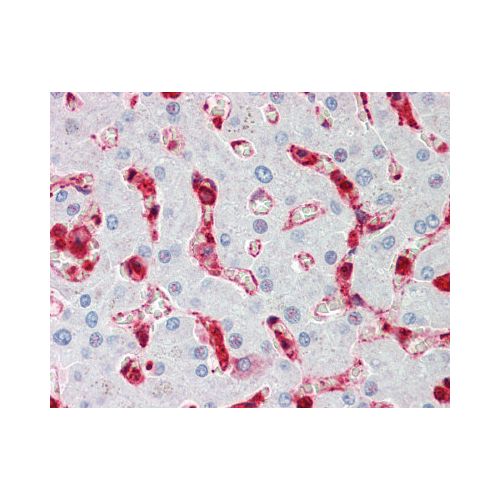 CEP290 (aa771-820) antibody