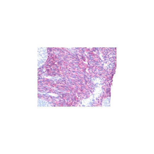 GJA1 / CX43 / Connexin 43 (C-Terminus) antibody