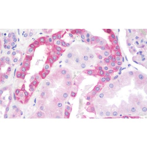 TJP1 / ZO-1 (C-Terminus) antibody