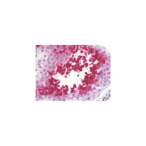 TSTA3 / FX (aa221-270) antibody