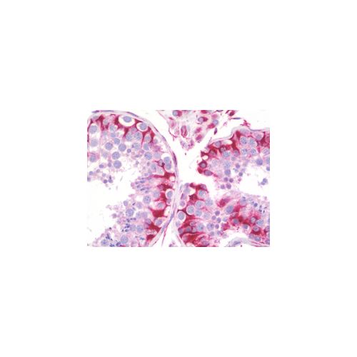 SYNE3 / C14orf49 (aa169-218) antibody