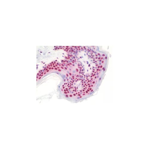 POM121 (aa1197-1246) antibody