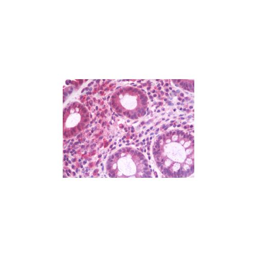 RABEP2 (aa353-402) antibody