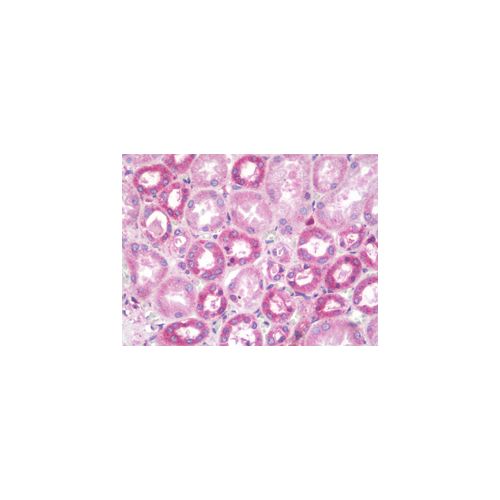 ZFYVE20 / Rabenosyn 5 (aa145-194) antibody