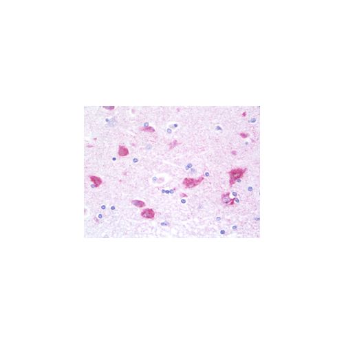 G3BP2 (aa433-482) antibody