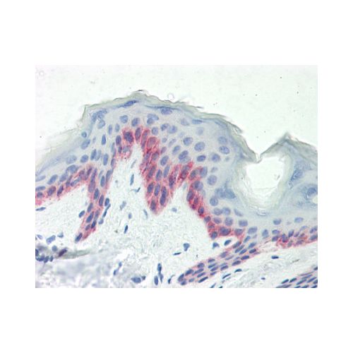 B3GNT7 (aa262-291) antibody