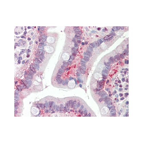 SLC25A19 (aa244-274) antibody