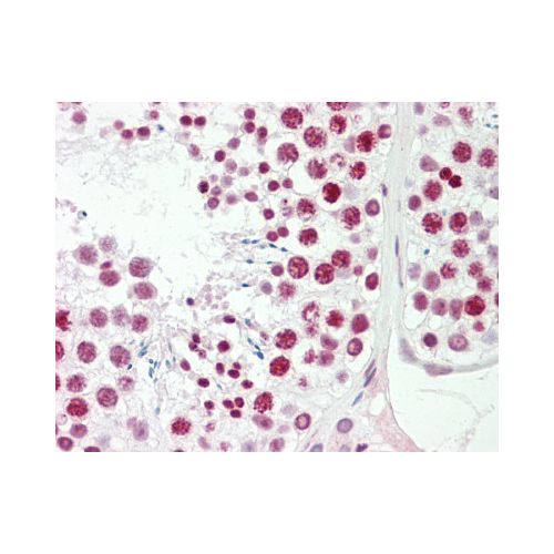 FOXL1 (aa99-129) antibody