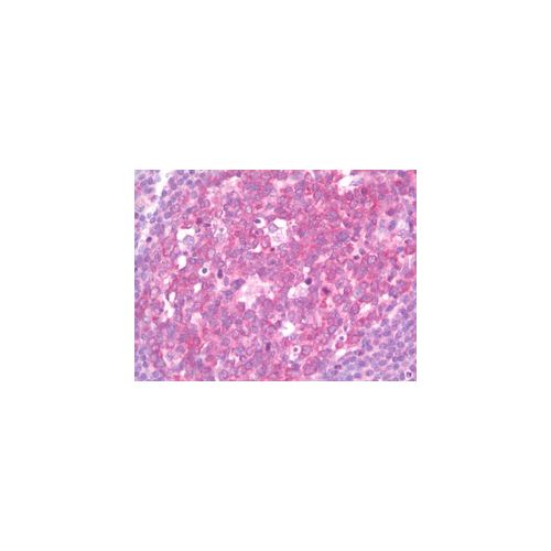 IL17RE (Internal) antibody
