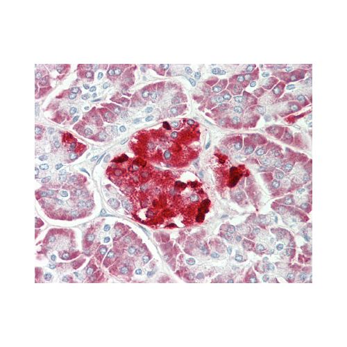 ERO1LB (aa274-304) antibody