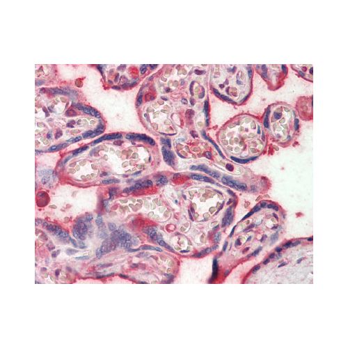 Complement C6 antibody