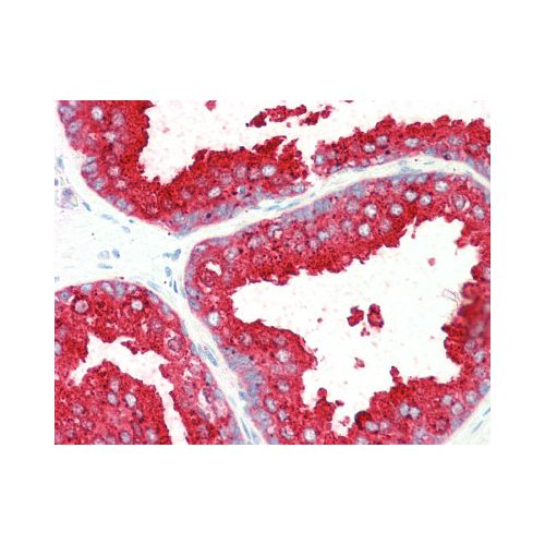 ELMO3 (C-Terminus) antibody