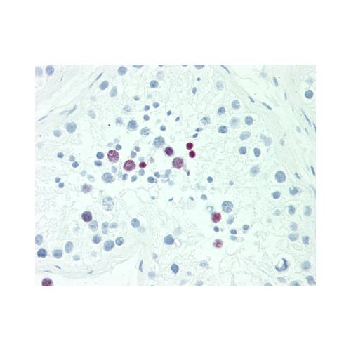 POU5F1B (aa 214-242) antibody