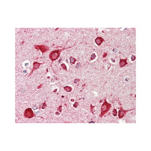 MC3R / MC3 Receptor (aa 86-112) antibody