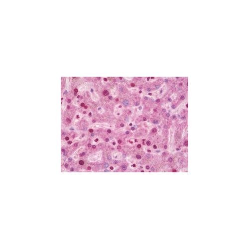 CIDEA / CIDE-A (aa181-209) antibody