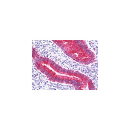 PAEP / Glycodelin / GdF (aa73-101) antibody