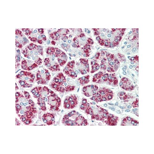 EEF1E1 / AIMP3 / p18 (aa17-29) antibody