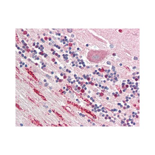NPTX1 / NP1 (aa197-211) antibody