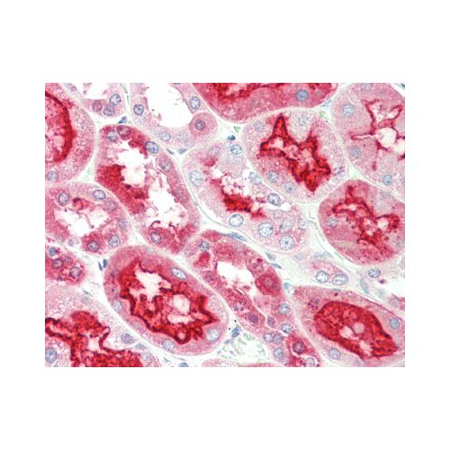 KLK6 / Kallikrein 6 (aa145-156) antibody