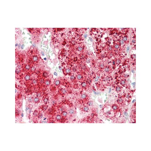 APOD / Apolipoprotein D (aa48-61) antibody