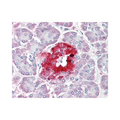 PCSK1N / PROSAAS (aa182-193) antibody