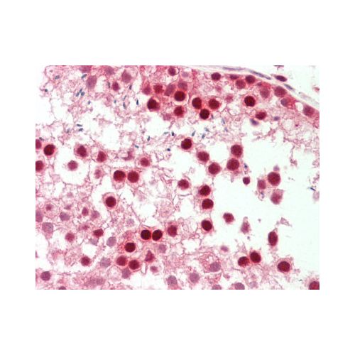 PIN1 (Internal) antibody