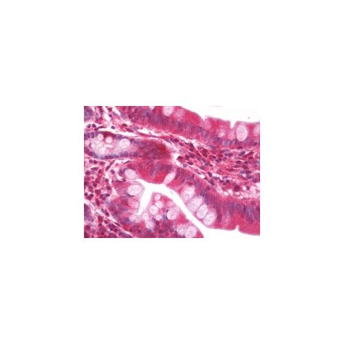RPS16 / S16 antibody