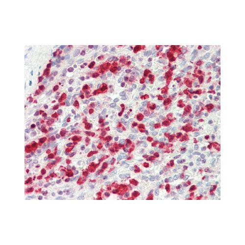 ITGB5 / Integrin Beta 5 (aa215-244) antibody