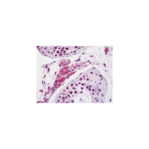 RXTA / RXR-Alpha (aa196-224) antibody
