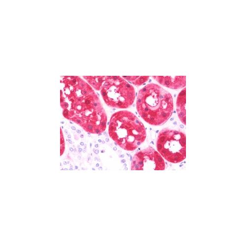 ASS1 / ASS (aa192-221) antibody