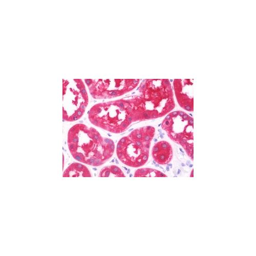 FBP1 (aa125-156) antibody
