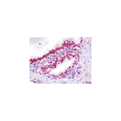 HOXA9 (aa245-272) antibody