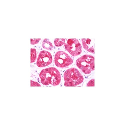 DCXR (aa182-244) antibody