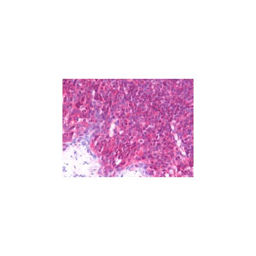 PCMT1 (aa10-227) antibody