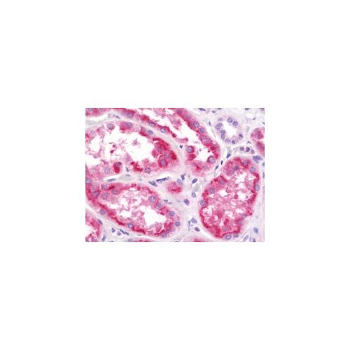 LRG1 / LRG antibody