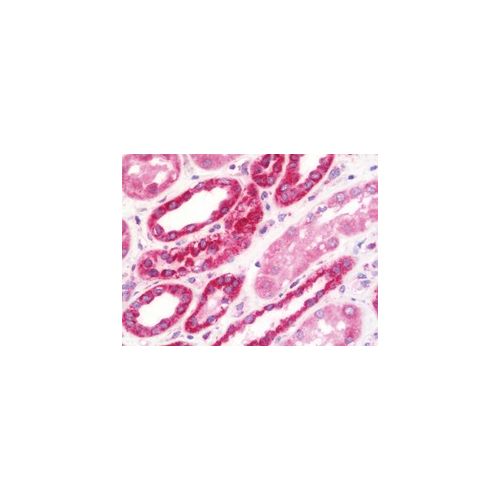 NDUFS2 (aa200-430) antibody