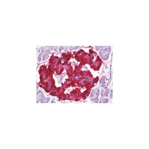 SCG2 / Secretogranin II antibody