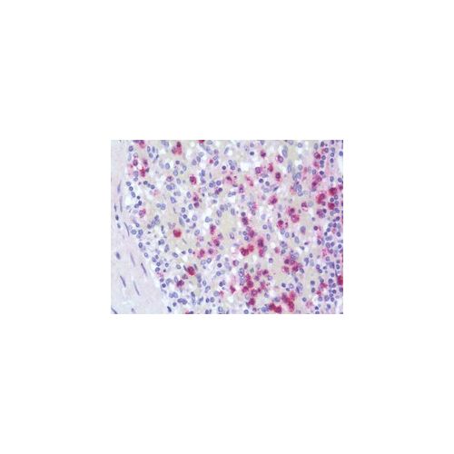 CTSG / Cathepsin G (aa71-120) antibody