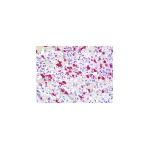 HNP-4 / DEFA4 (Asp27) antibody