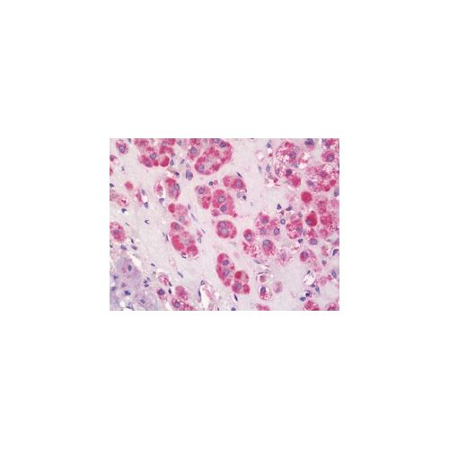 SLC16A2 / MCT8 (aa93-142) antibody