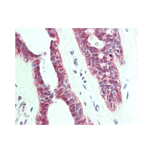 PTPLA (aa36-66) antibody