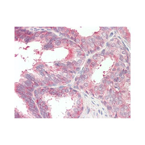 CD47 (aa23-140) antibody